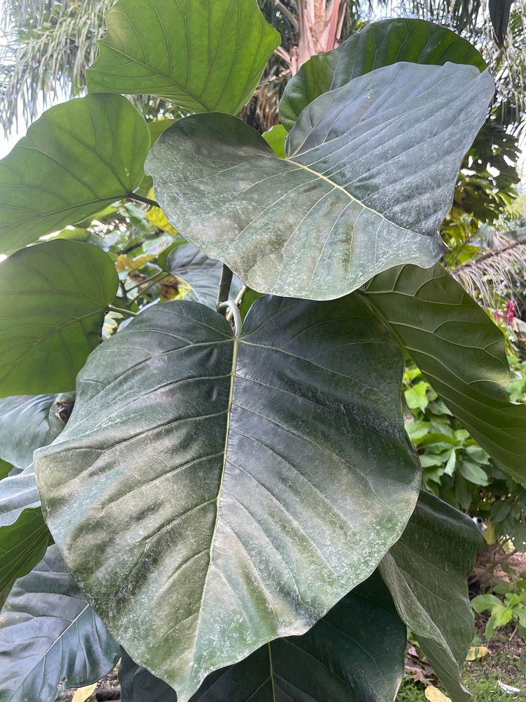 ficus-umbellata