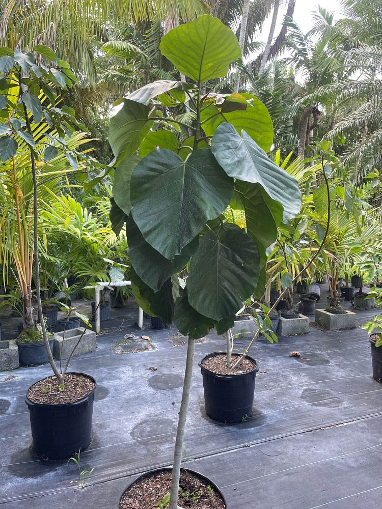 ficus-umbellata