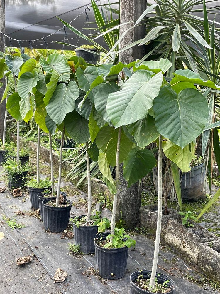 ficus-umbellata