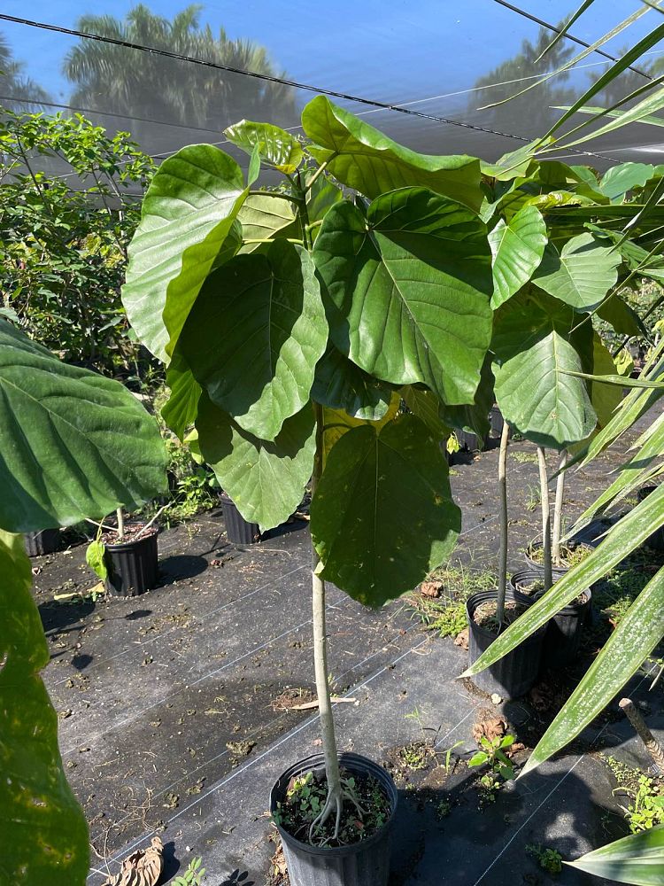 ficus-umbellata