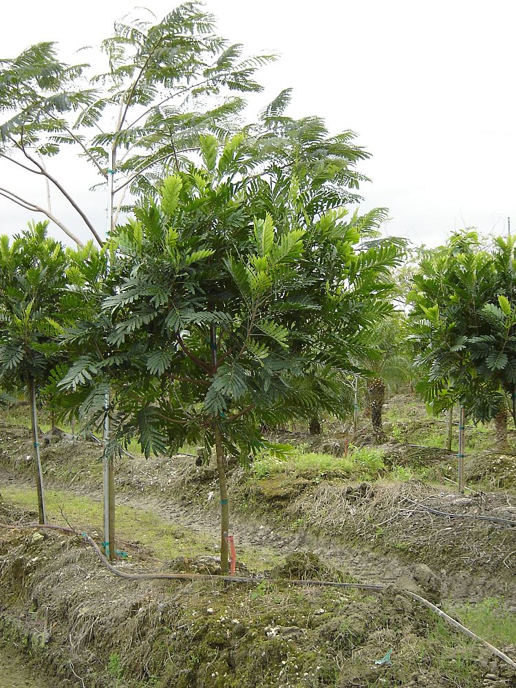filicium-decipiens-japanese-fern-tree