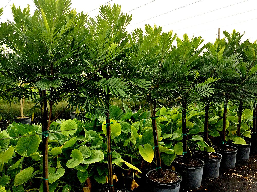 filicium-decipiens-japanese-fern-tree