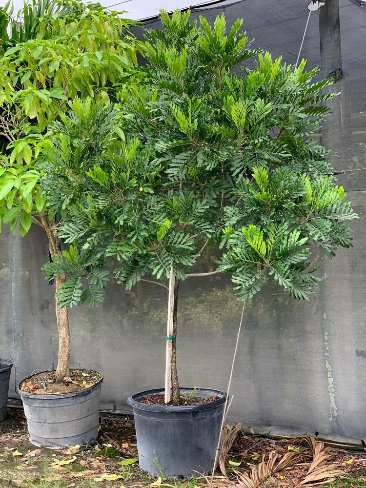 filicium-decipiens-japanese-fern-tree