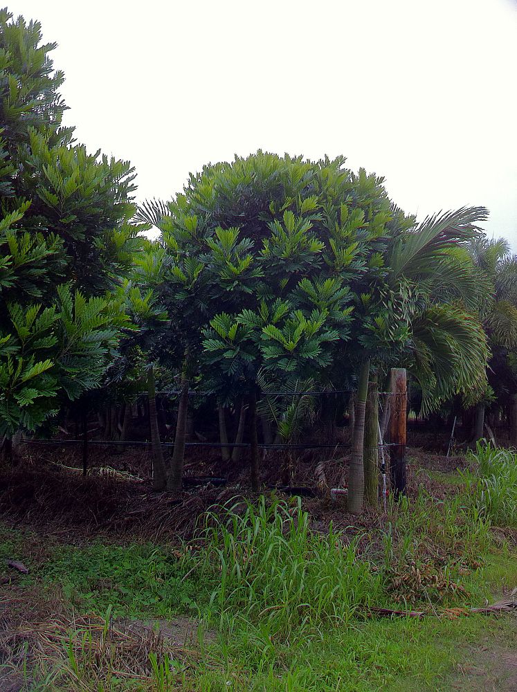 filicium-decipiens-japanese-fern-tree
