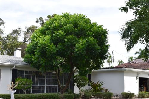 filicium-decipiens-japanese-fern-tree