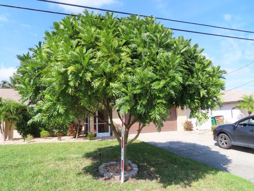 filicium-decipiens-japanese-fern-tree