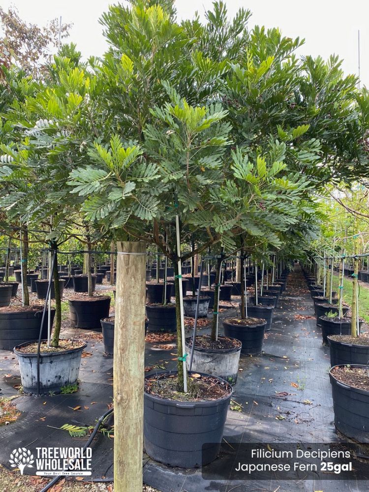 filicium-decipiens-japanese-fern-tree