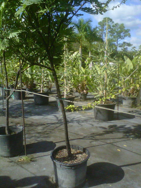 filicium-decipiens-japanese-fern-tree