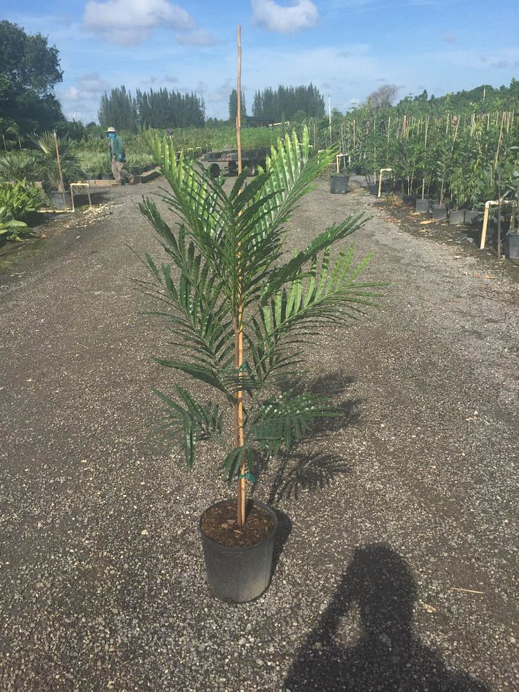 filicium-decipiens-japanese-fern-tree