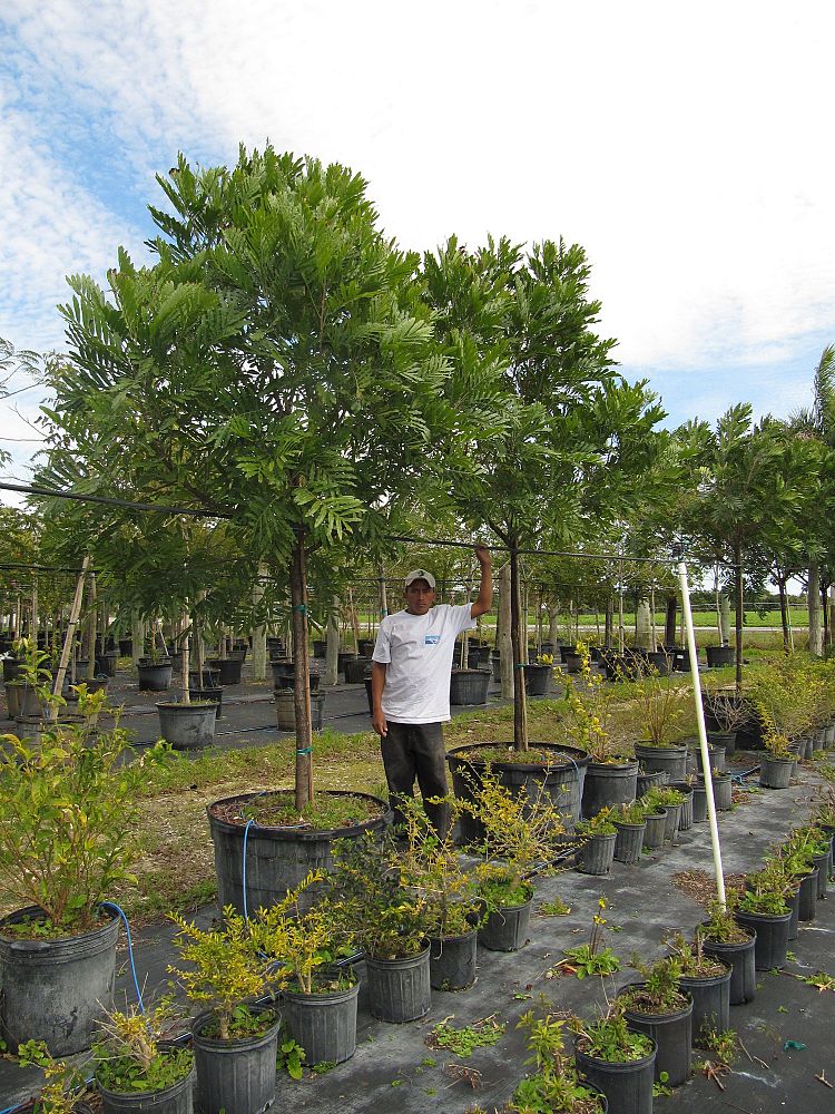 filicium-decipiens-japanese-fern-tree