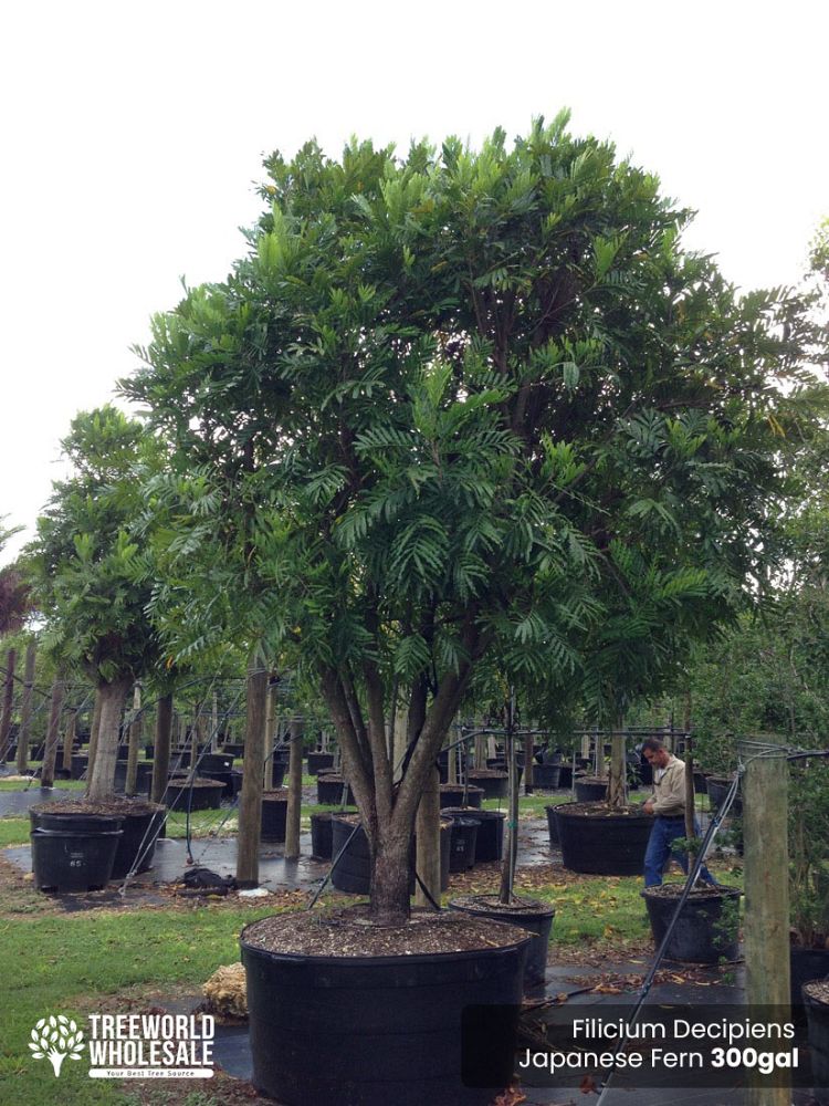 filicium-decipiens-japanese-fern-tree