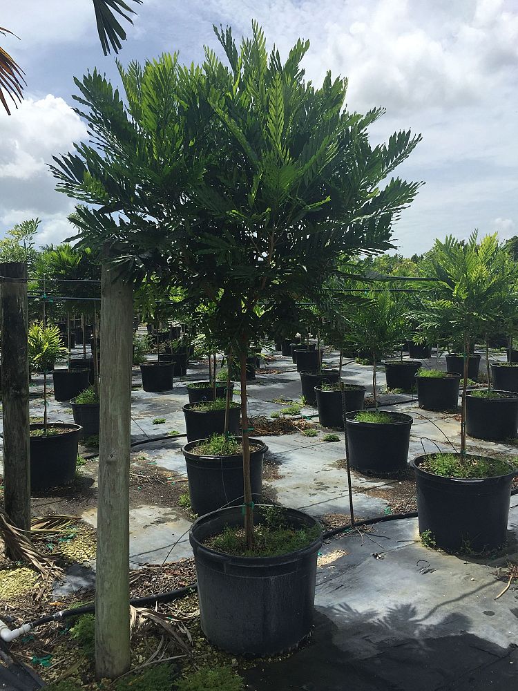 filicium-decipiens-japanese-fern-tree