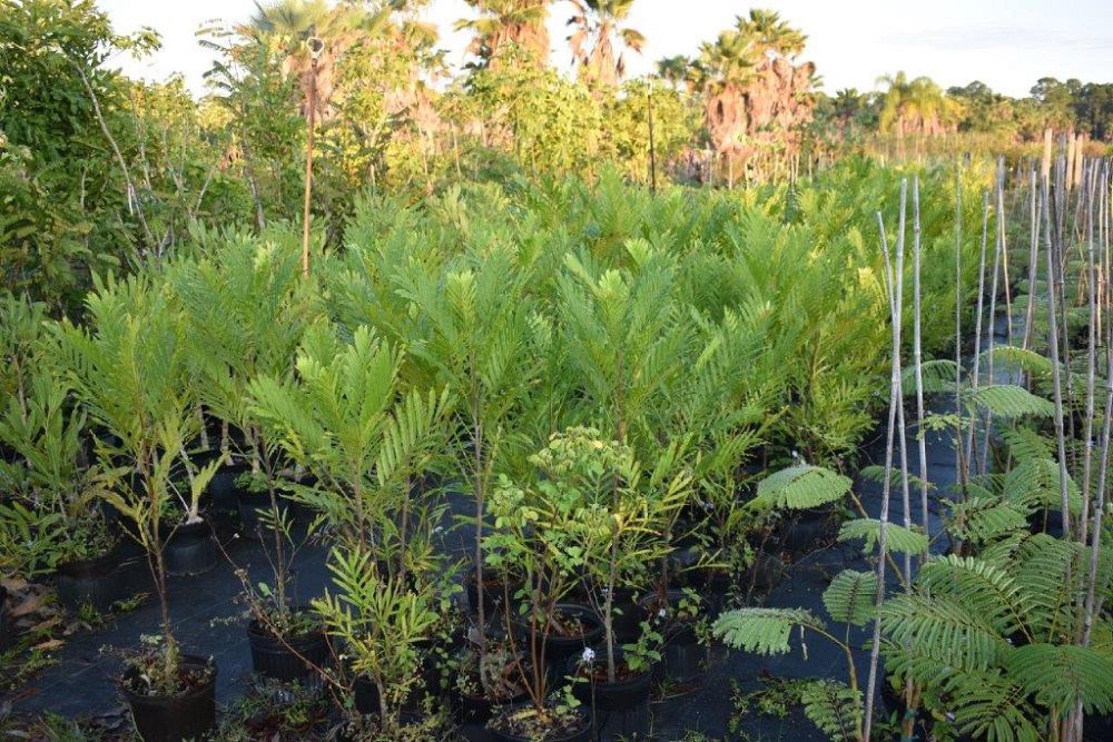 filicium-decipiens-japanese-fern-tree