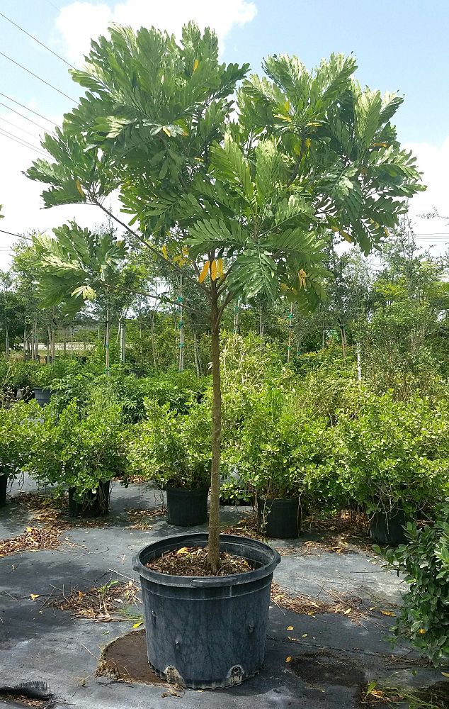 filicium-decipiens-japanese-fern-tree
