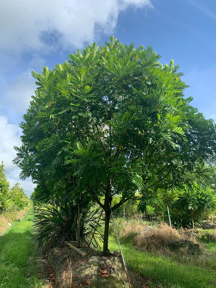filicium-decipiens-japanese-fern-tree