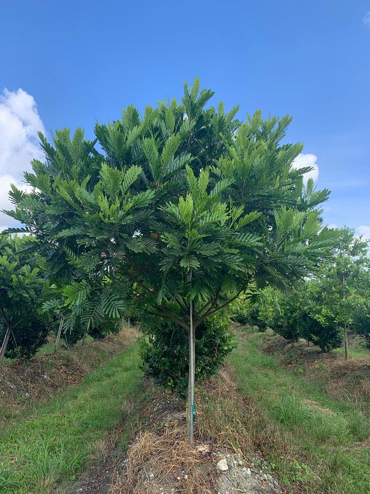 filicium-decipiens-japanese-fern-tree