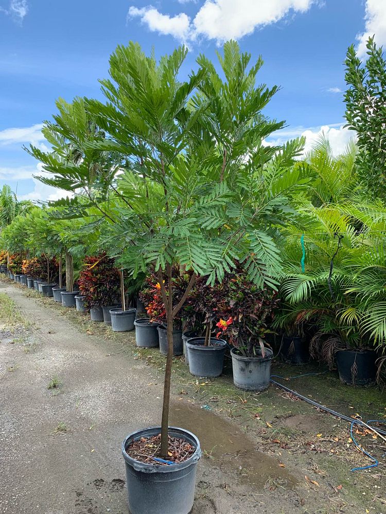 filicium-decipiens-japanese-fern-tree