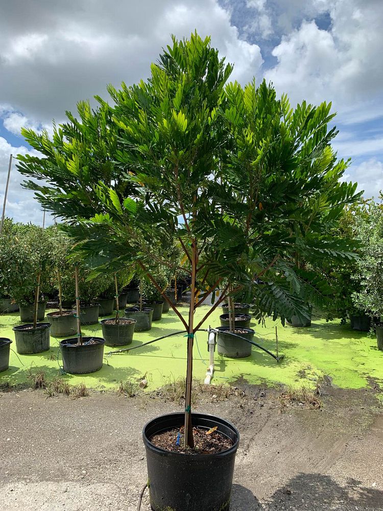 filicium-decipiens-japanese-fern-tree