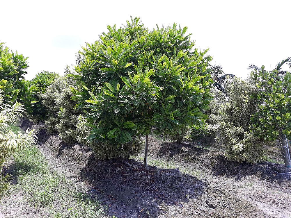 filicium-decipiens-japanese-fern-tree