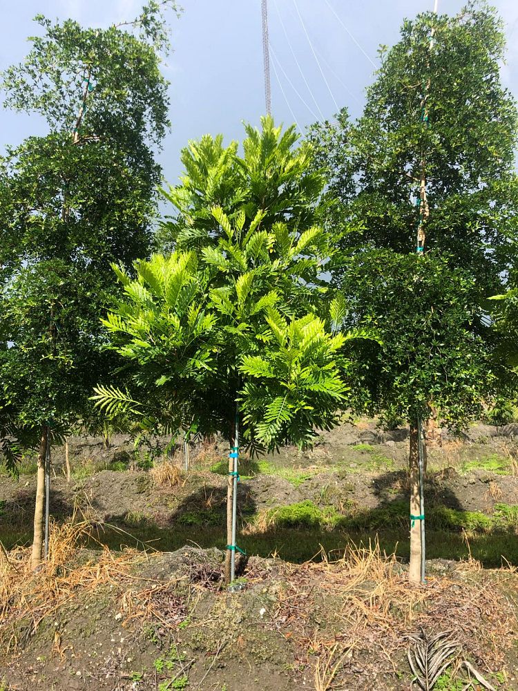 filicium-decipiens-japanese-fern-tree
