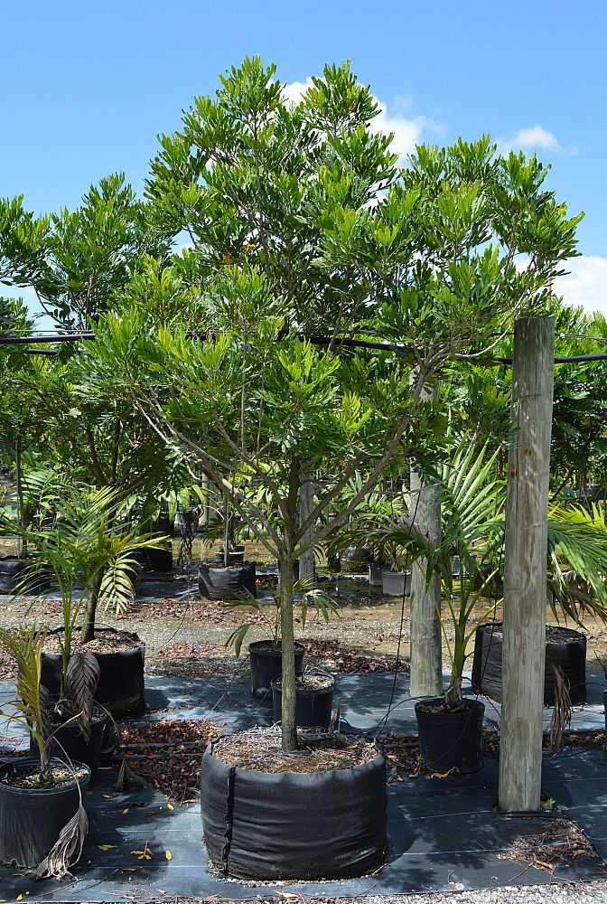 filicium-decipiens-japanese-fern-tree