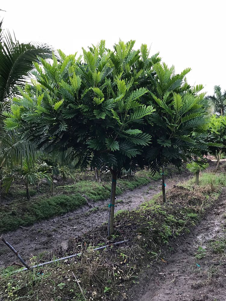 filicium-decipiens-japanese-fern-tree