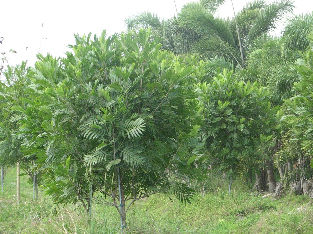 filicium-decipiens-japanese-fern-tree