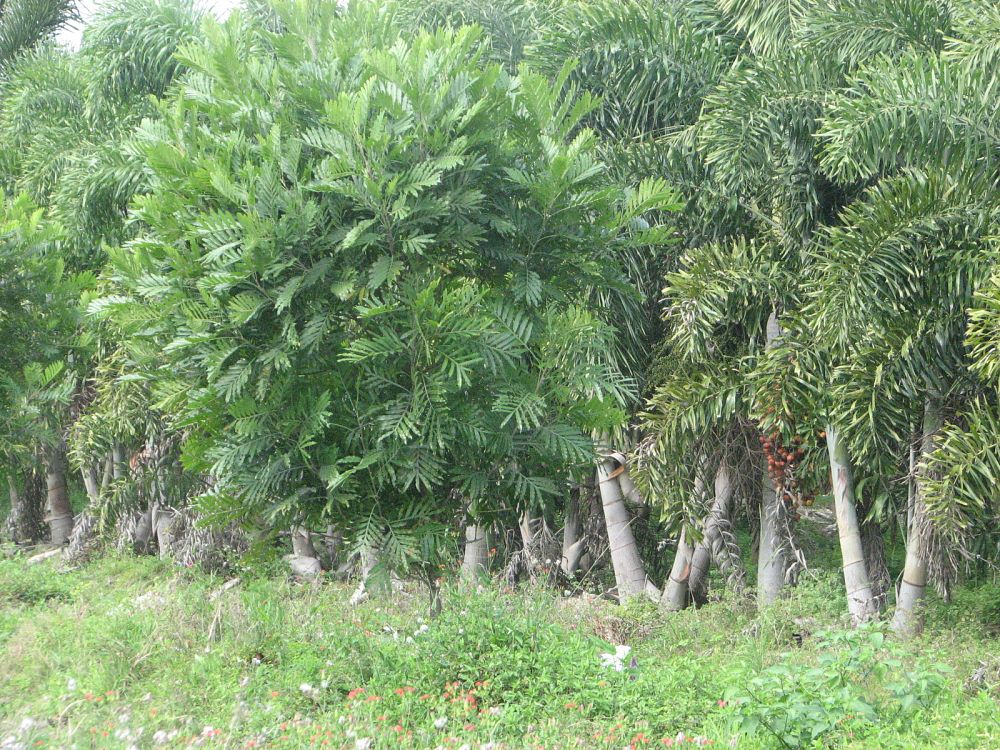 filicium-decipiens-japanese-fern-tree