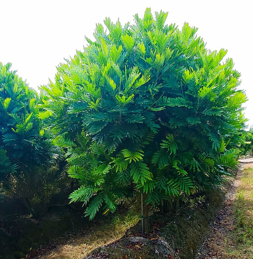 filicium-decipiens-japanese-fern-tree
