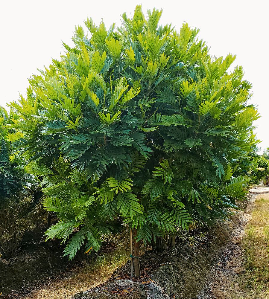 filicium-decipiens-japanese-fern-tree