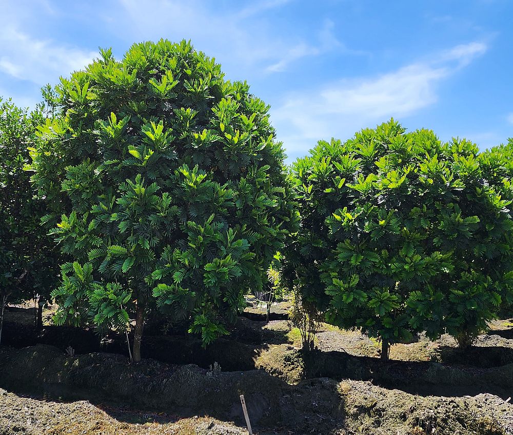 filicium-decipiens-japanese-fern-tree