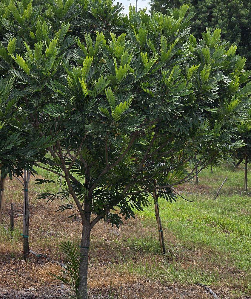 filicium-decipiens-japanese-fern-tree