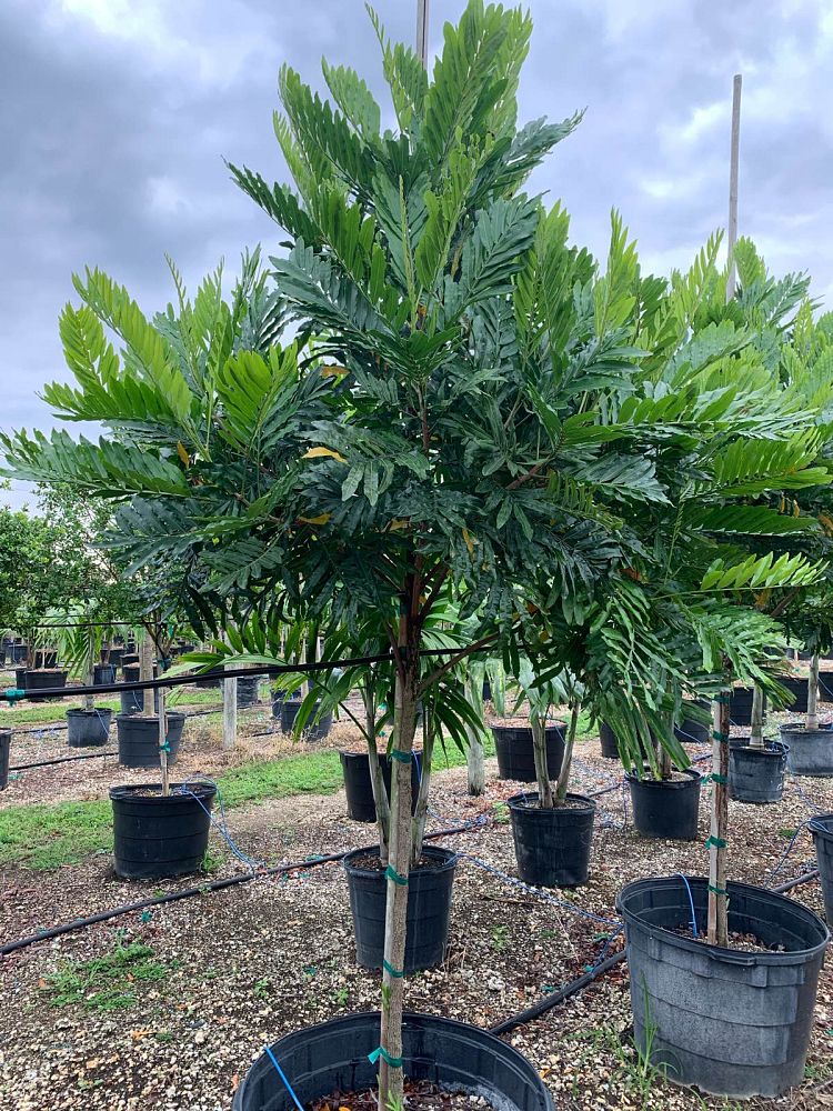 filicium-decipiens-japanese-fern-tree