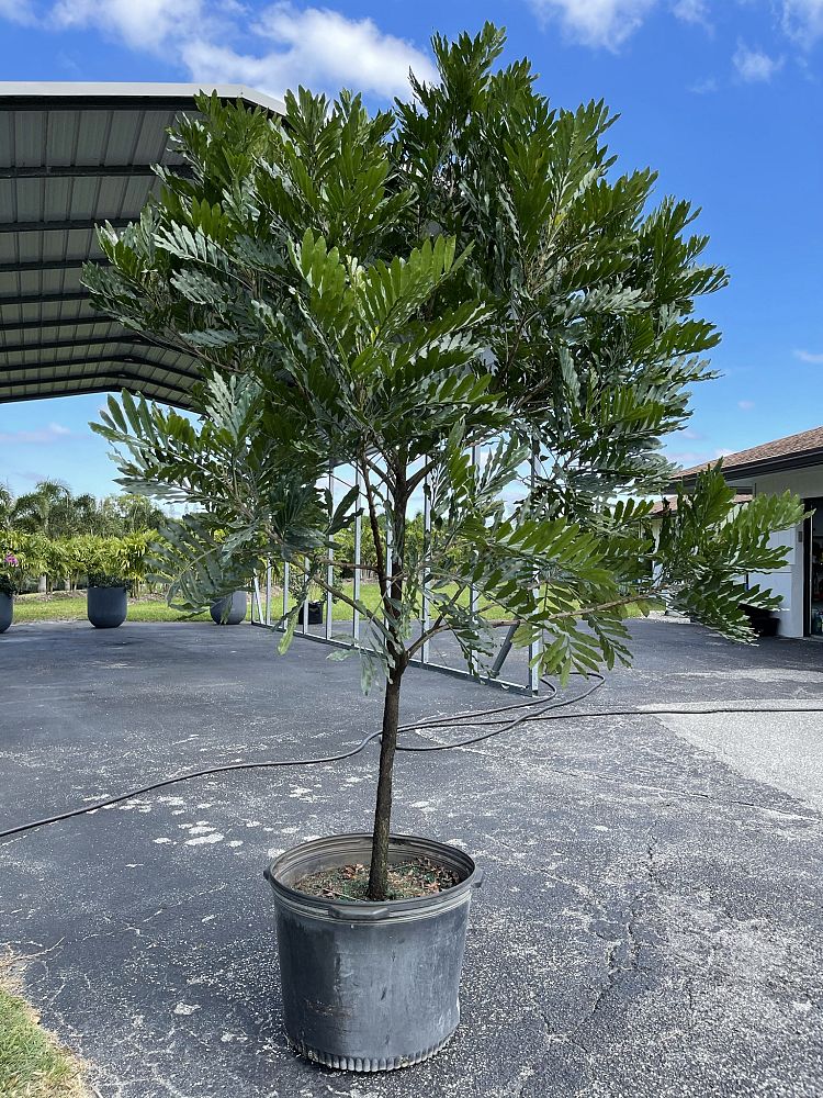filicium-decipiens-japanese-fern-tree
