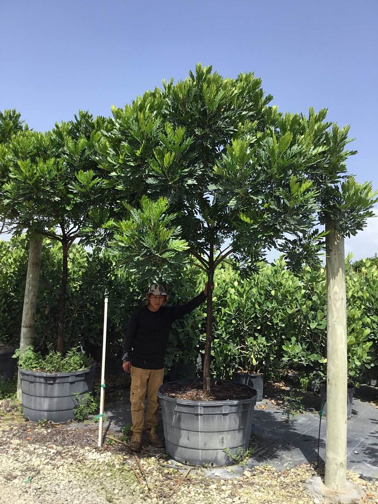 filicium-decipiens-japanese-fern-tree