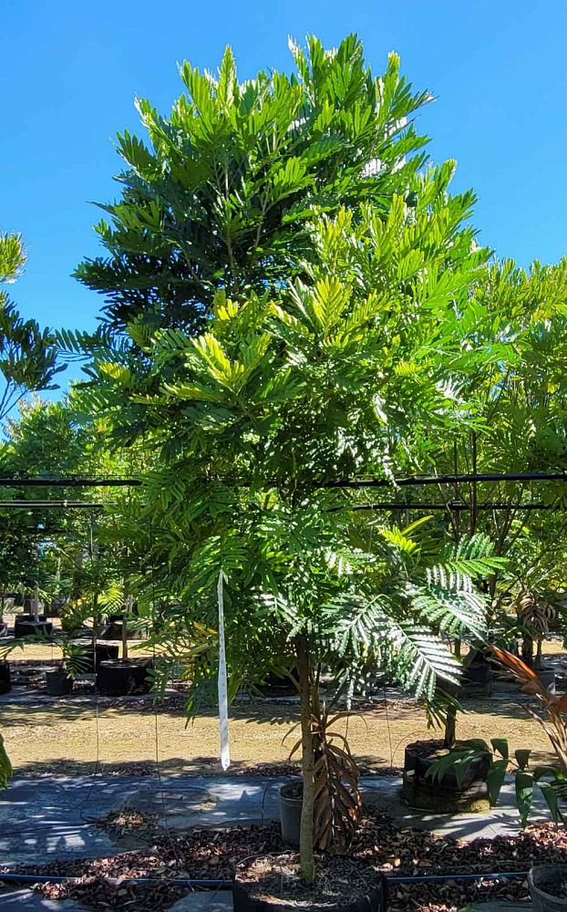 filicium-decipiens-japanese-fern-tree