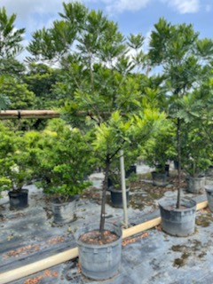 filicium-decipiens-japanese-fern-tree