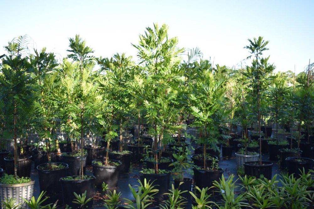 filicium-decipiens-japanese-fern-tree