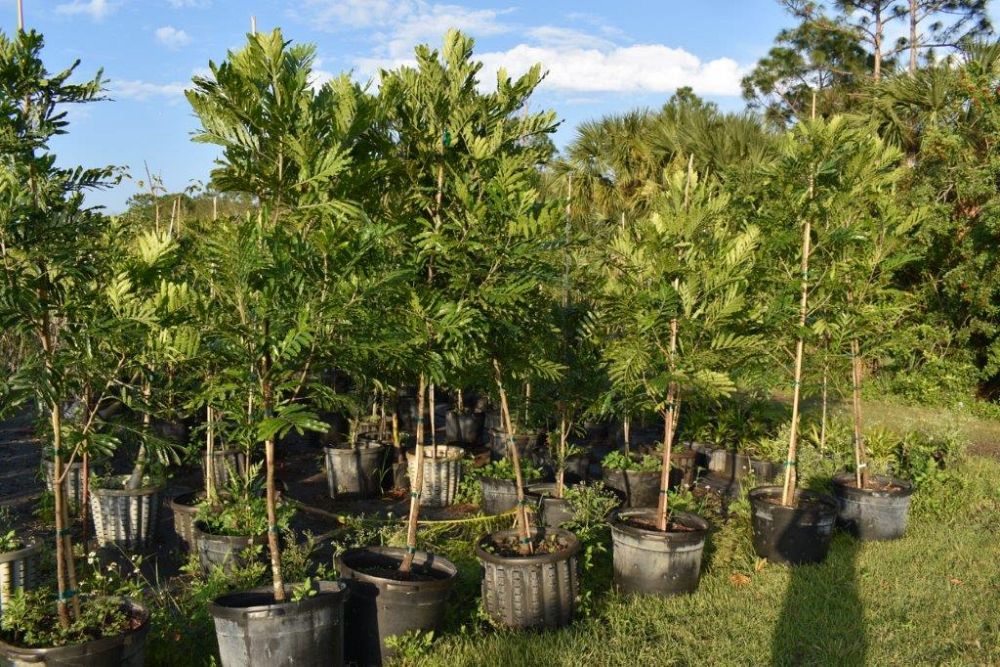filicium-decipiens-japanese-fern-tree
