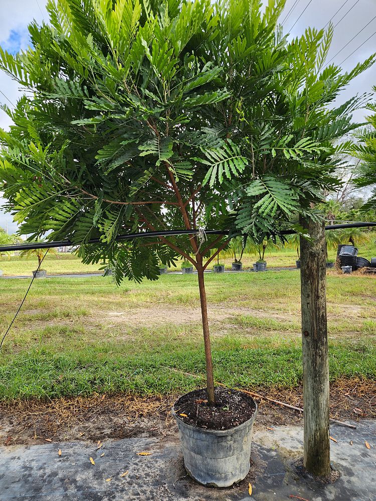 filicium-decipiens-japanese-fern-tree