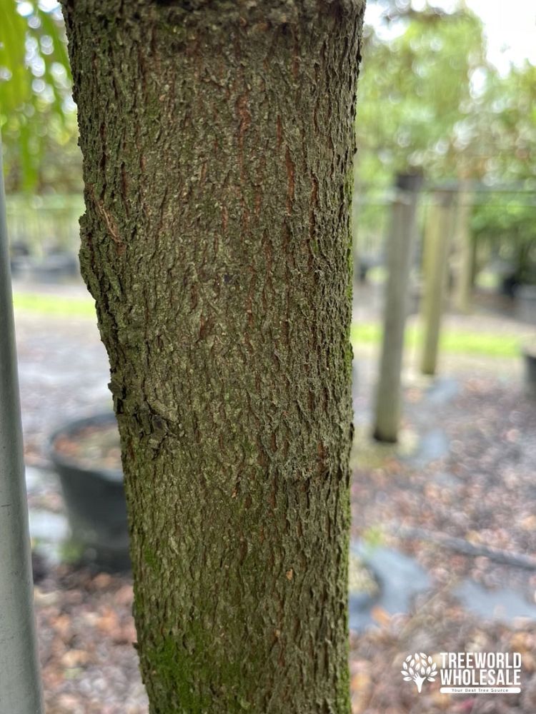 filicium-decipiens-japanese-fern-tree