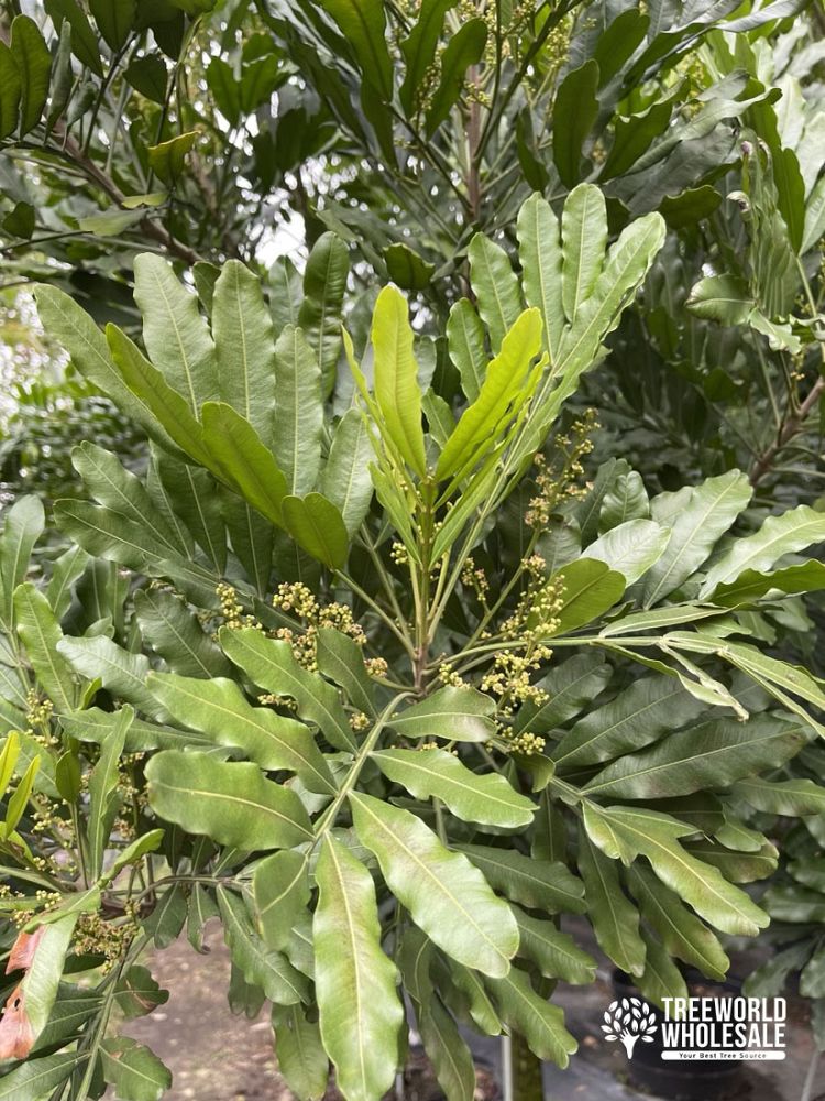 filicium-decipiens-japanese-fern-tree