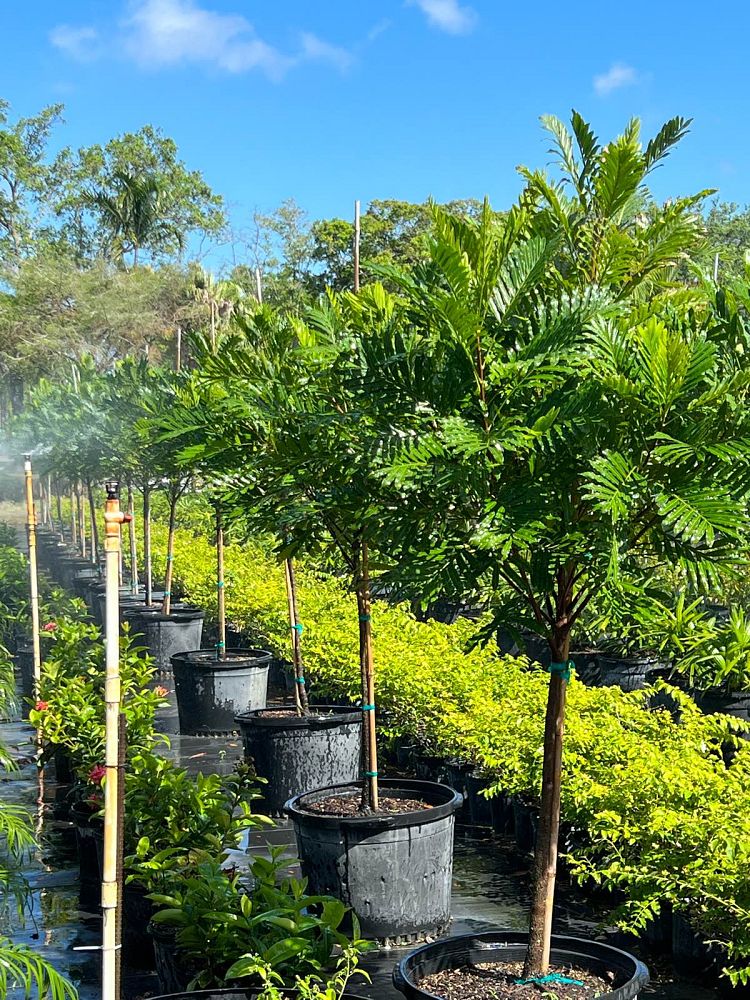 filicium-decipiens-japanese-fern-tree
