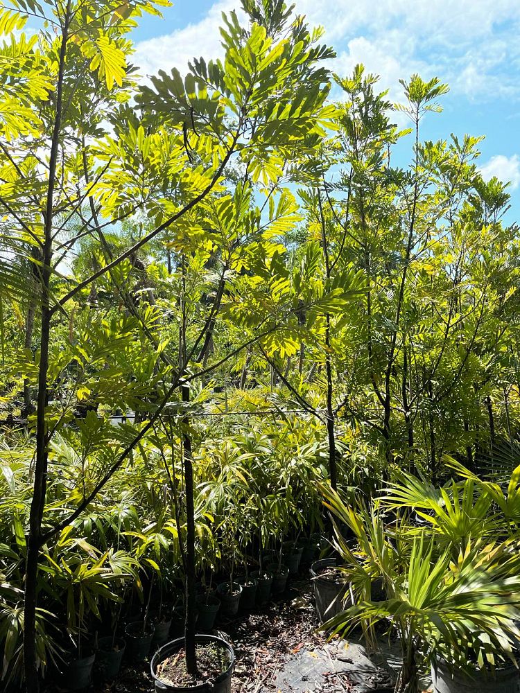 filicium-decipiens-japanese-fern-tree