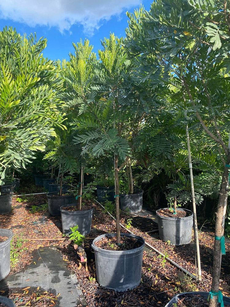 filicium-decipiens-japanese-fern-tree