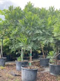 filicium-decipiens-japanese-fern-tree
