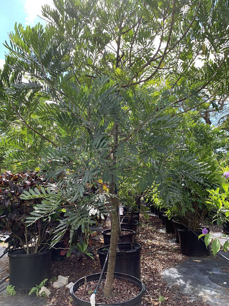 filicium-decipiens-japanese-fern-tree