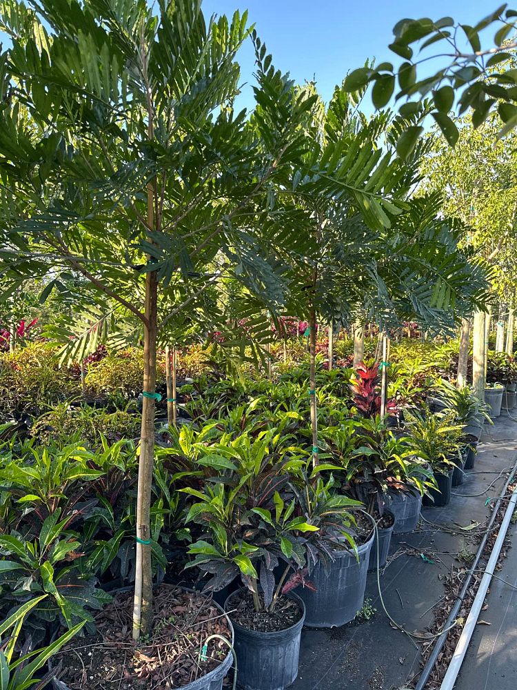 filicium-decipiens-japanese-fern-tree