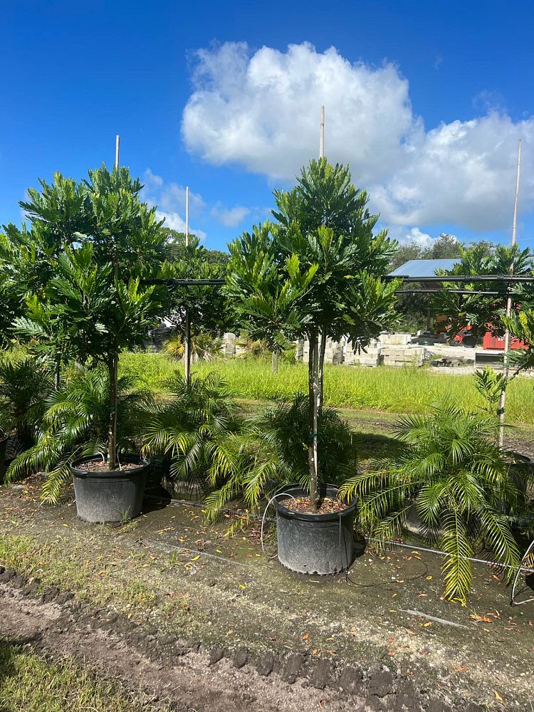 filicium-decipiens-japanese-fern-tree