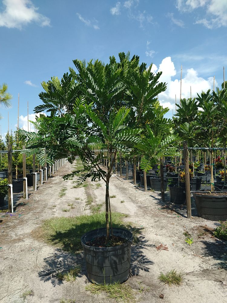 filicium-decipiens-japanese-fern-tree